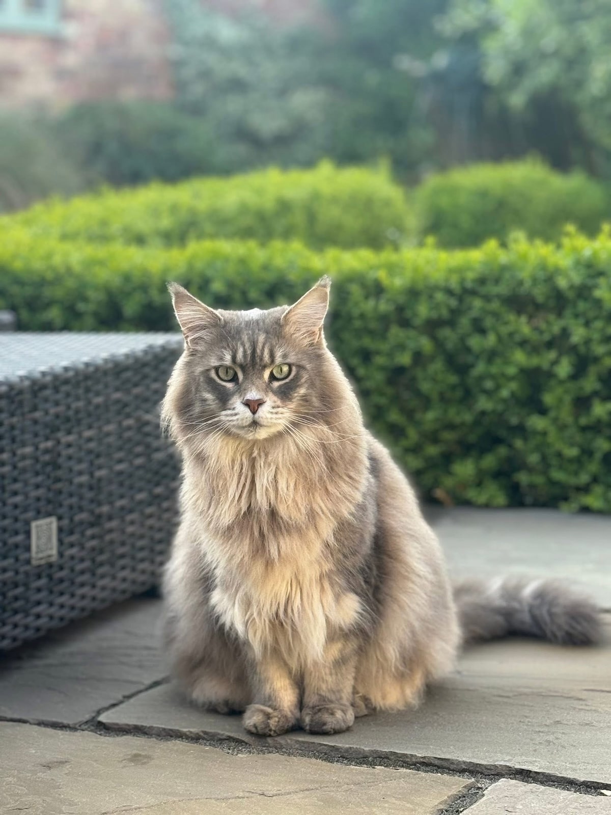 Blue Tabby Maine Coon Cat staring at the camera