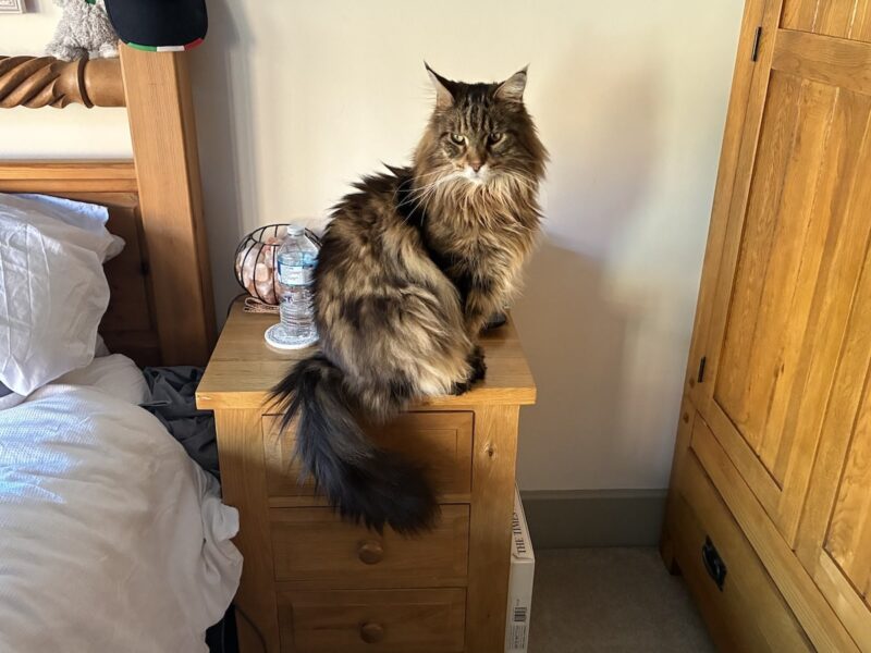 Brown tabby Maine Coon cat sat on wooden bedside table!