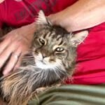 Pippin our first Maine Coon cat, staring at the camera