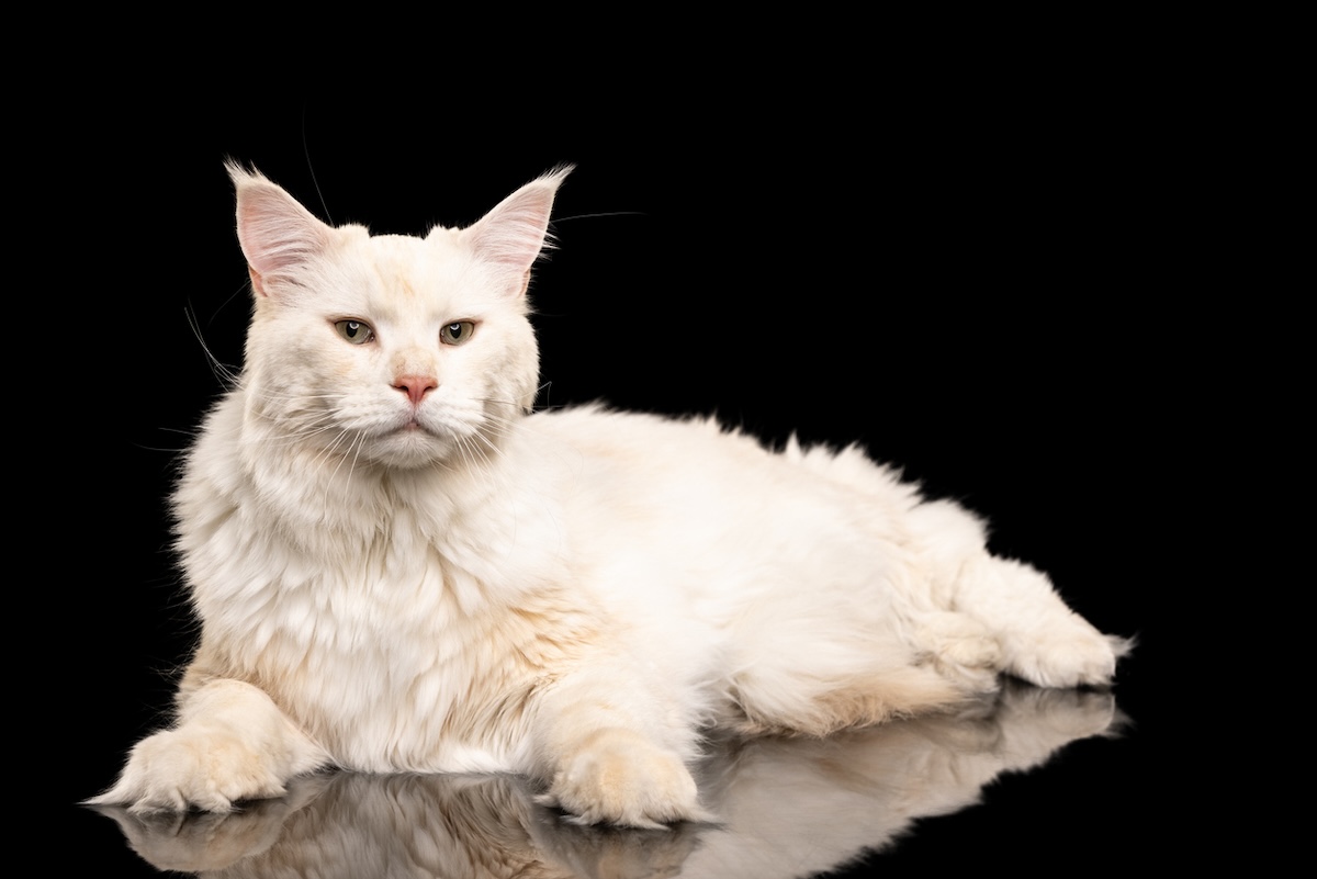 Cream Maine Coon cat
