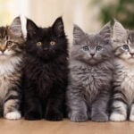 Four Maine Coon Kittens of different colorings - Image created by chatgpt 20th January 2026 - 800x533cp