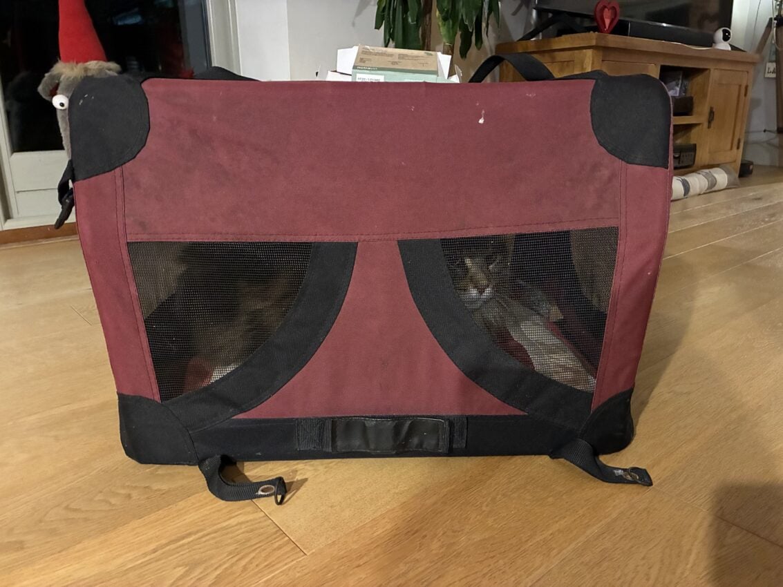 Maine Coon Annual Checkup List