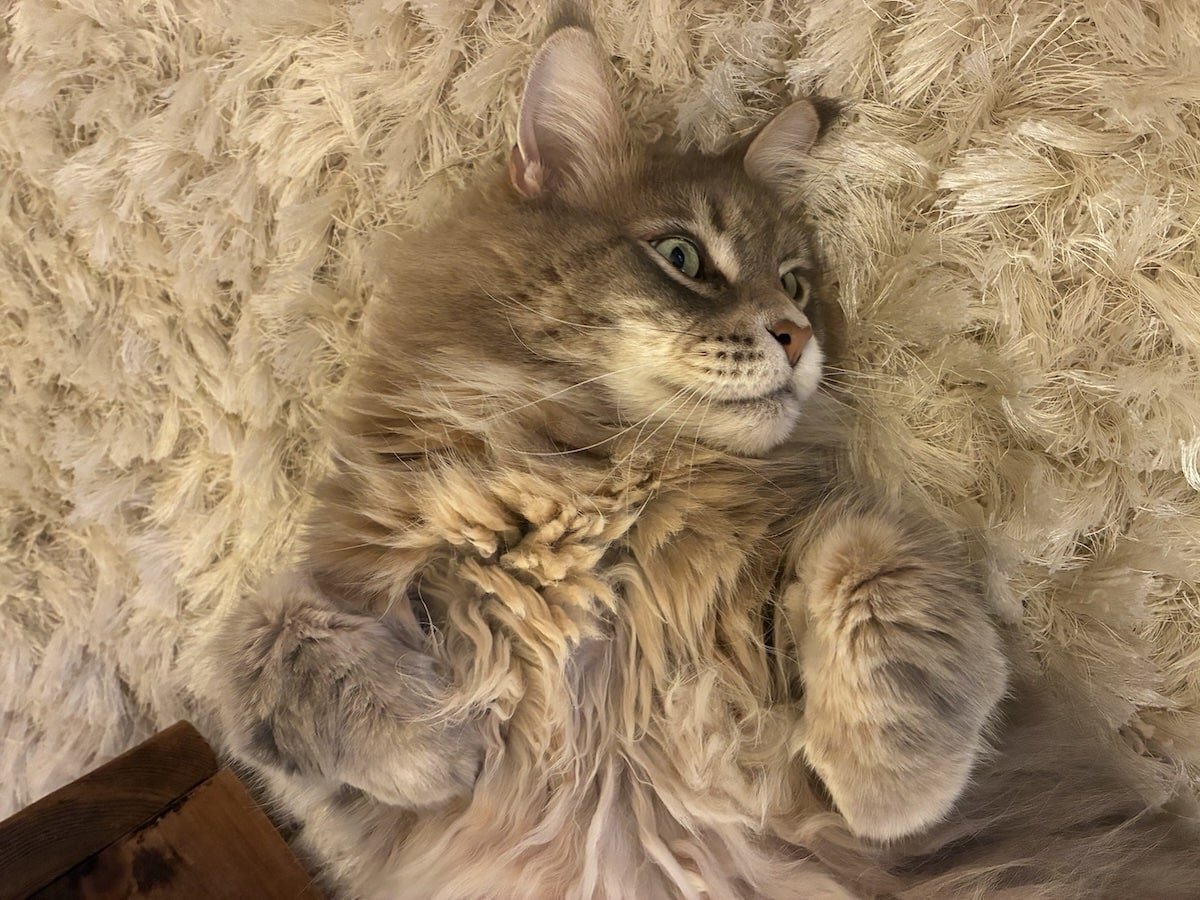 Maine Coon cat laying on his back with his paws folded over