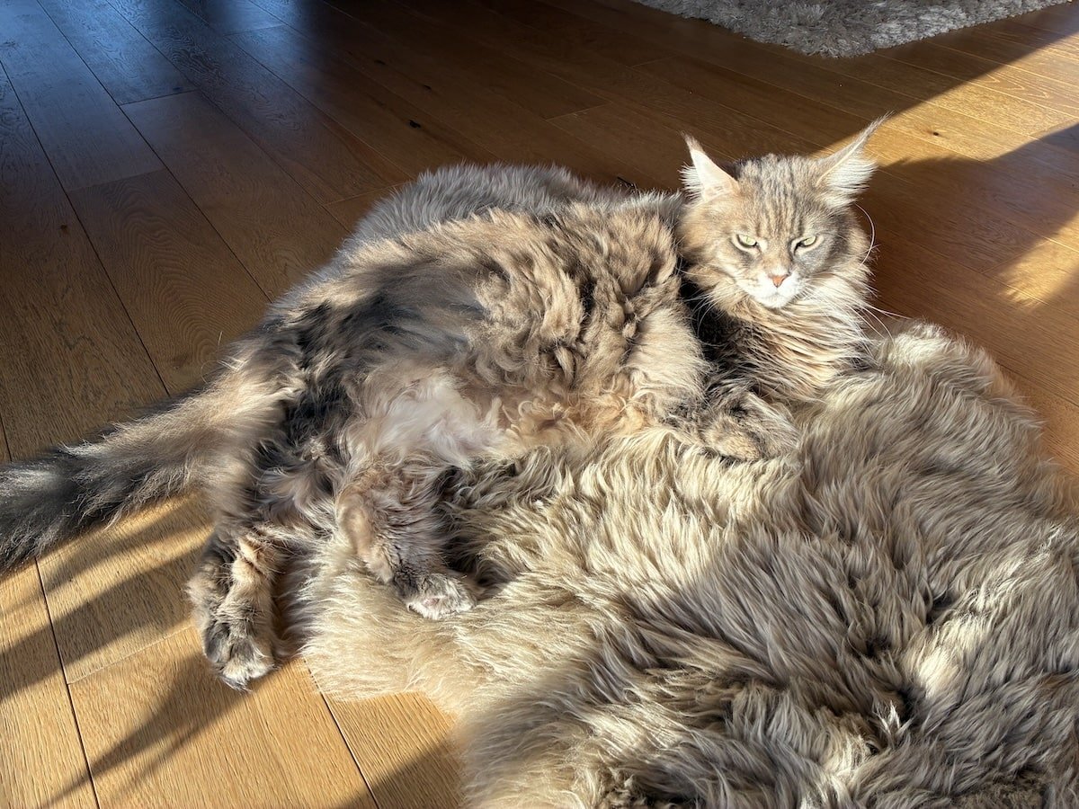 Maine Coon Cat Laying On Rug - Almost fully blended in! Learn about Maine Coon Health and Wellness