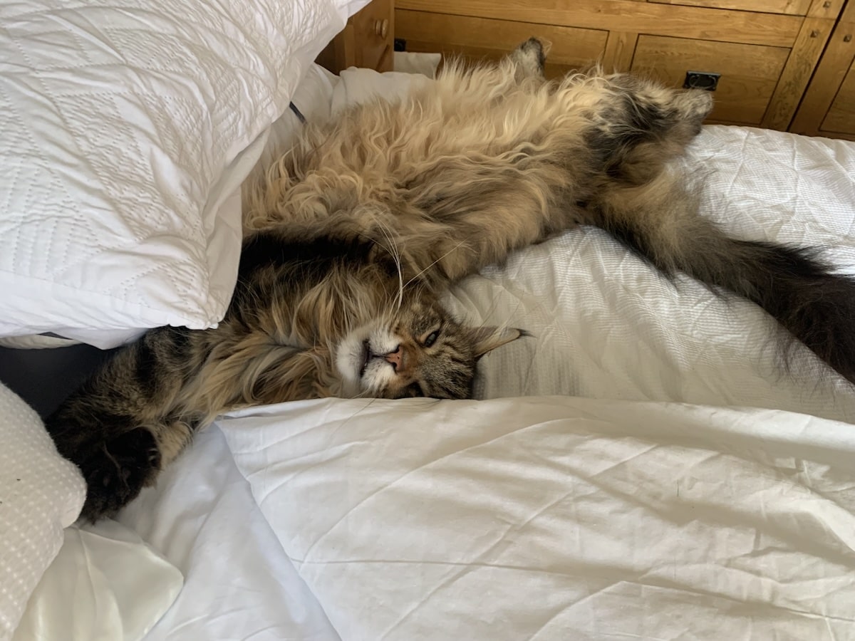 Maine Coon cat laying twisted on a bed