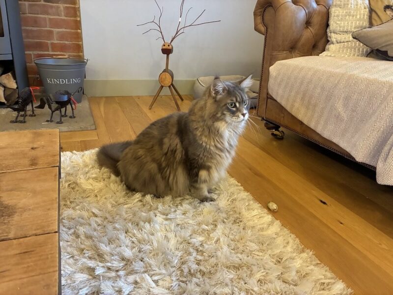 Maine Coon Parasites - Picture of a blue tabby Maine Coon cat sat upright on a rug, next to a sofa