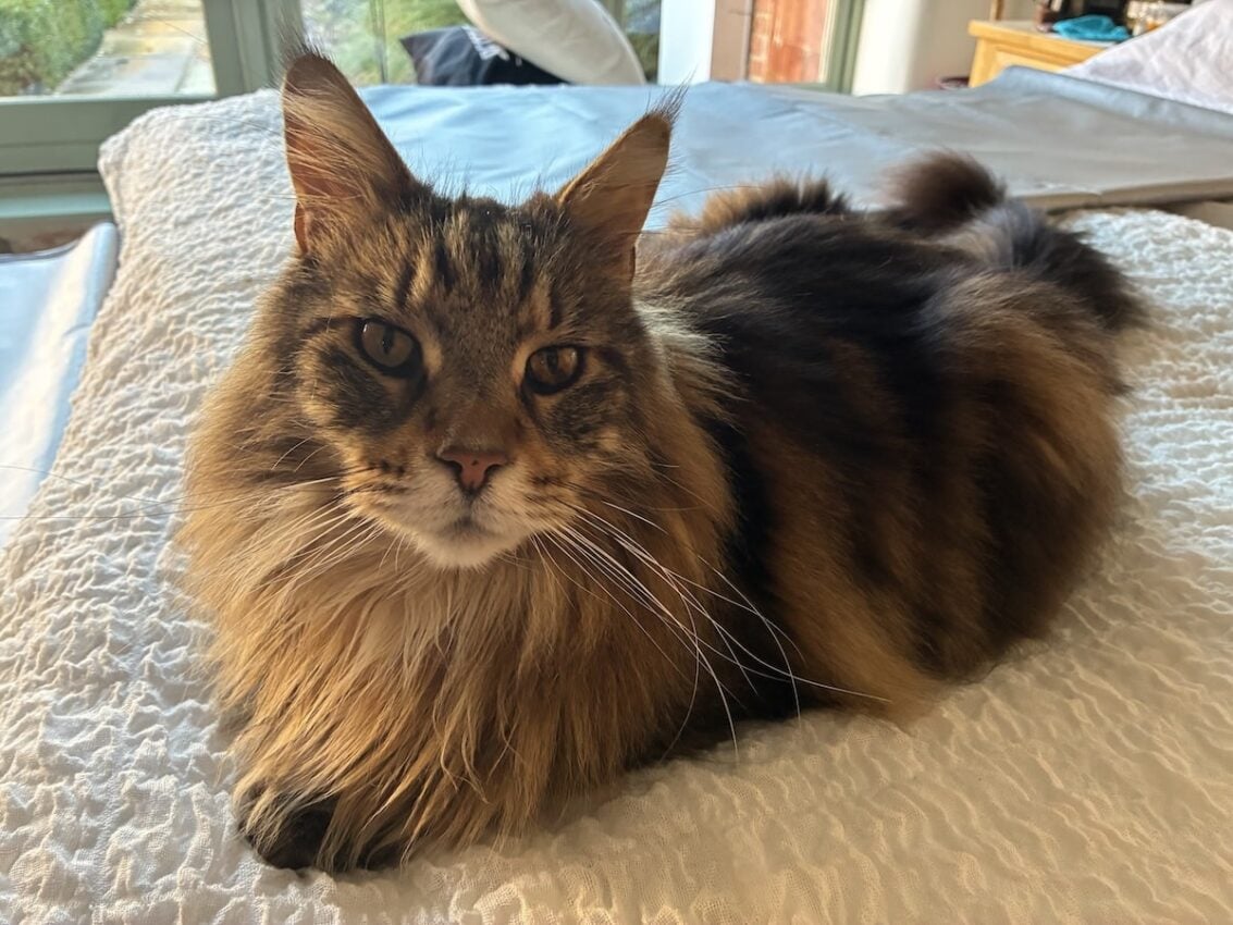 Maine Coon Pooping Outside Litter Tray - Picture of Bali Sitting Innocently On Bed