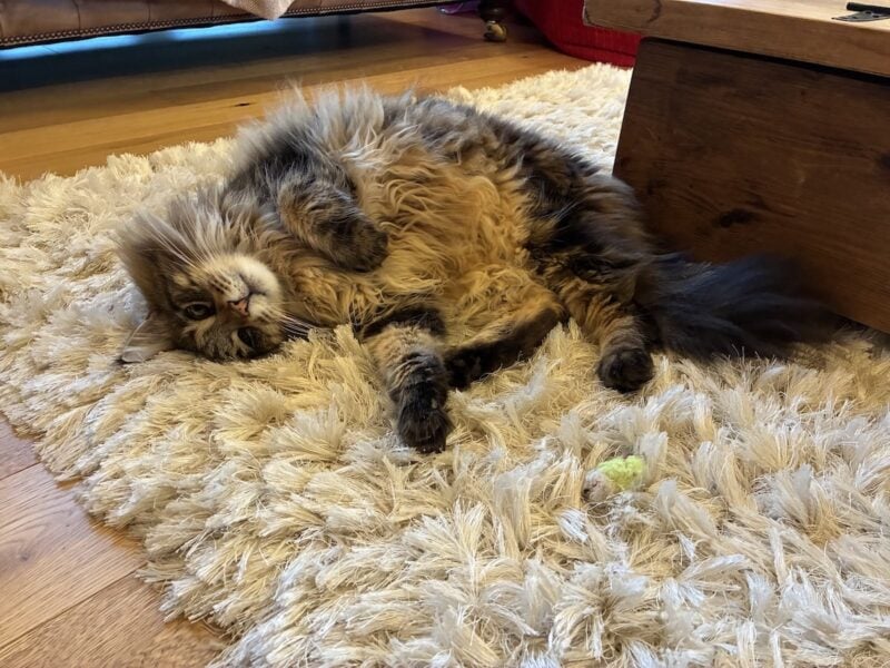 Maine Coon Vaccination Schedule - Picture of a brown tabby Maine Coon cat laying twisted on a long pile cream rug.
