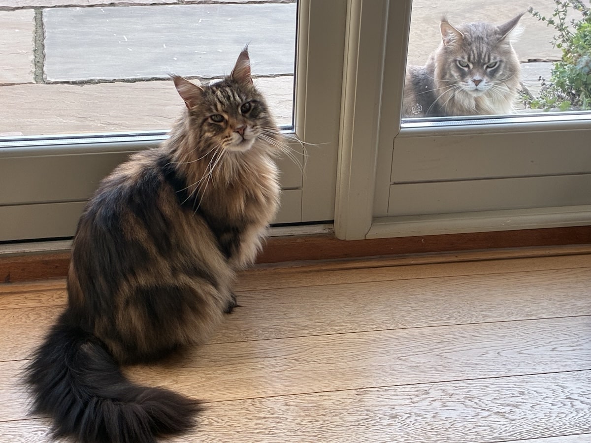 Maine Coon Vaccine Guidance - Indoor vs Outdoor living