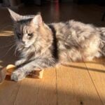 Maine Coon Vomiting: Normal Grooming Or Serious GI Emergency?