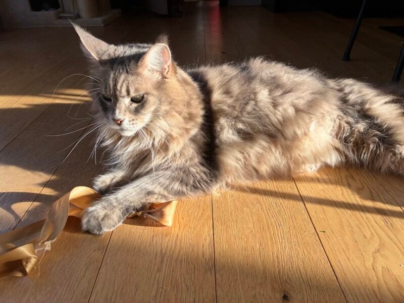 Maine Coon Vomiting: Normal Grooming Or Serious GI Emergency?