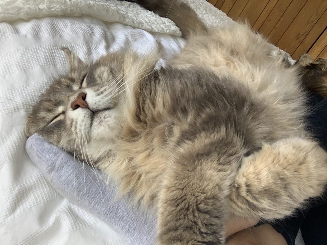 Mika a blue tabby Maine Coon male cat sleeping and resting