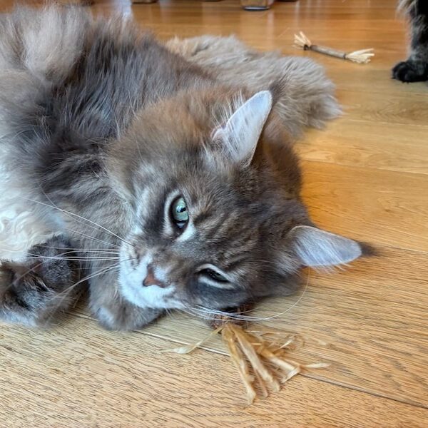 Mika playing with catnip stick