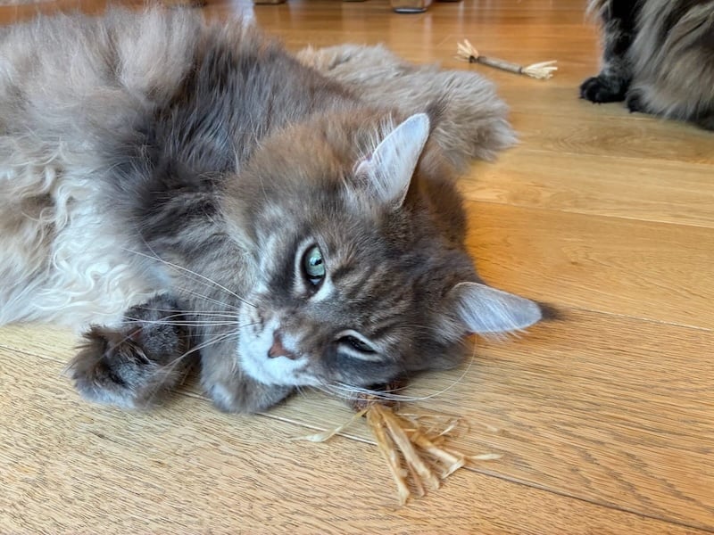 Mika playing with catnip stick