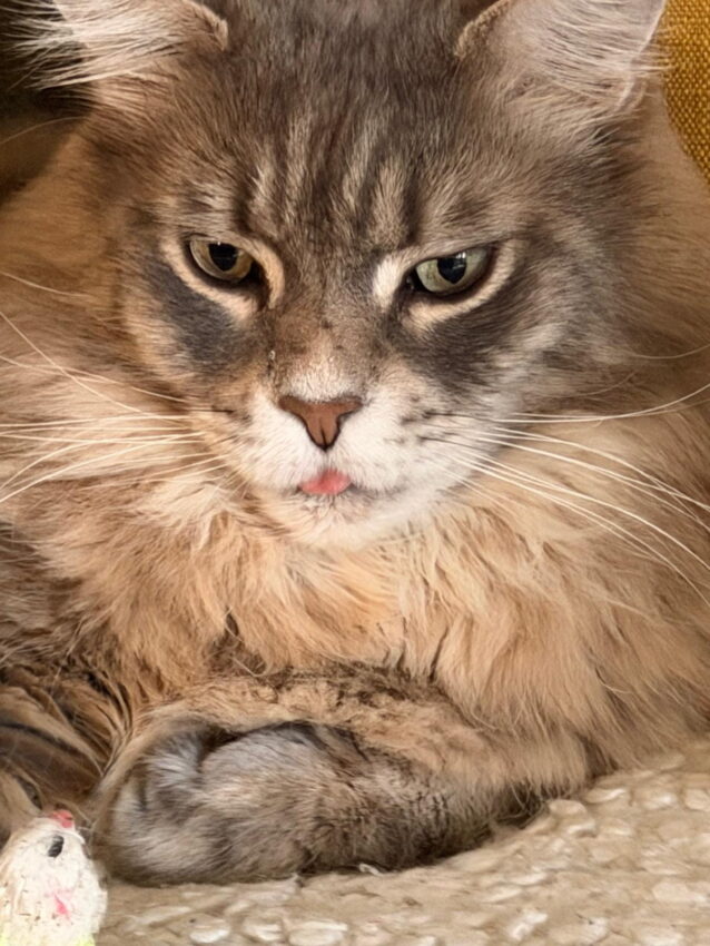 Mika sat blepping - tongue out