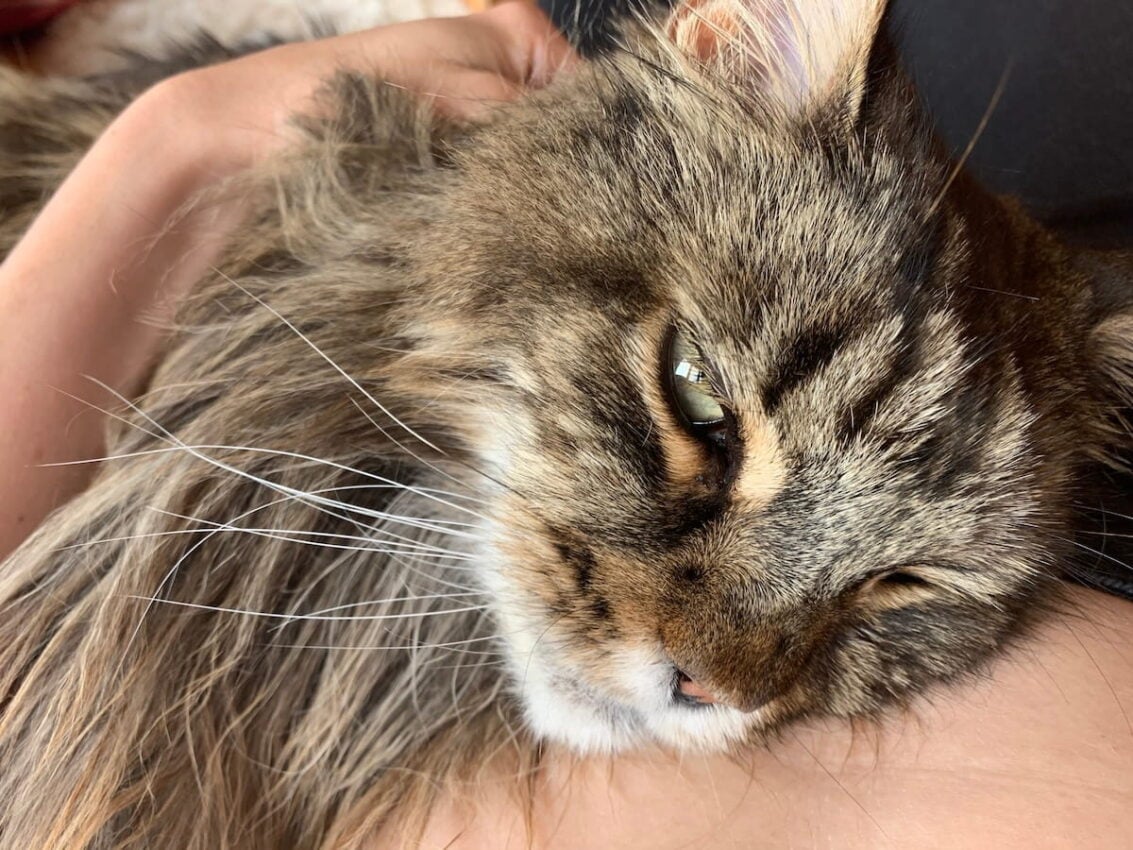 Our Senior Maine Coon Cat - Pippin