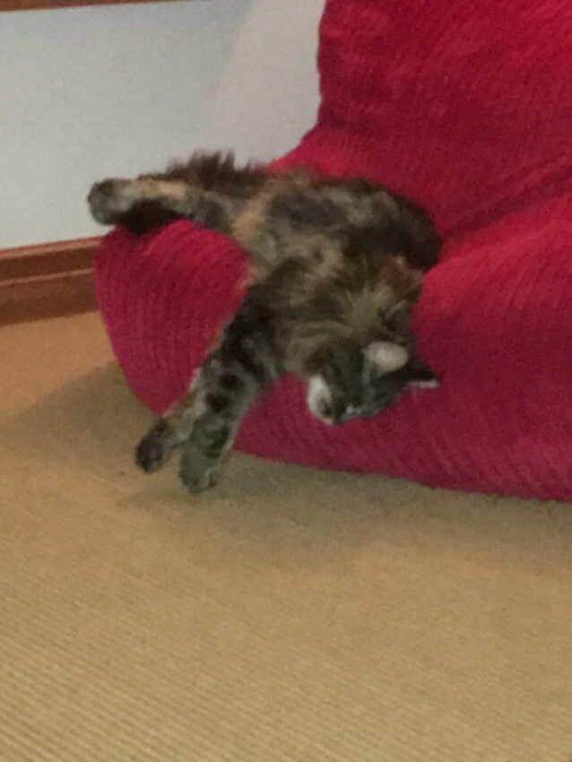 Pippin falling off a giant bean bag that he's fallen asleep on