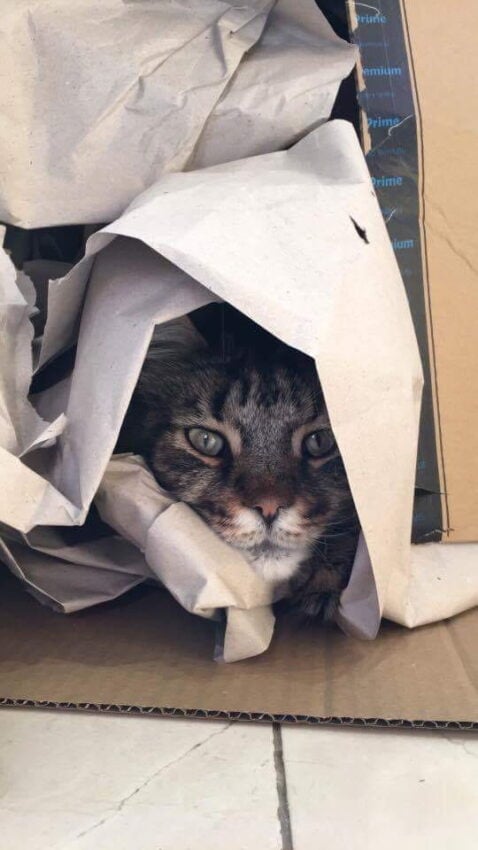 Pippin our Maine Coon cat hiding in a box