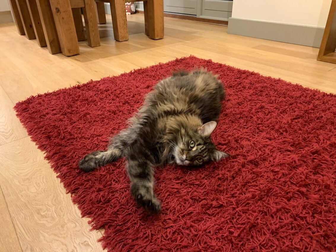 Senior Maine Coon Cat Pippin Laying On Red Fluffy Rug