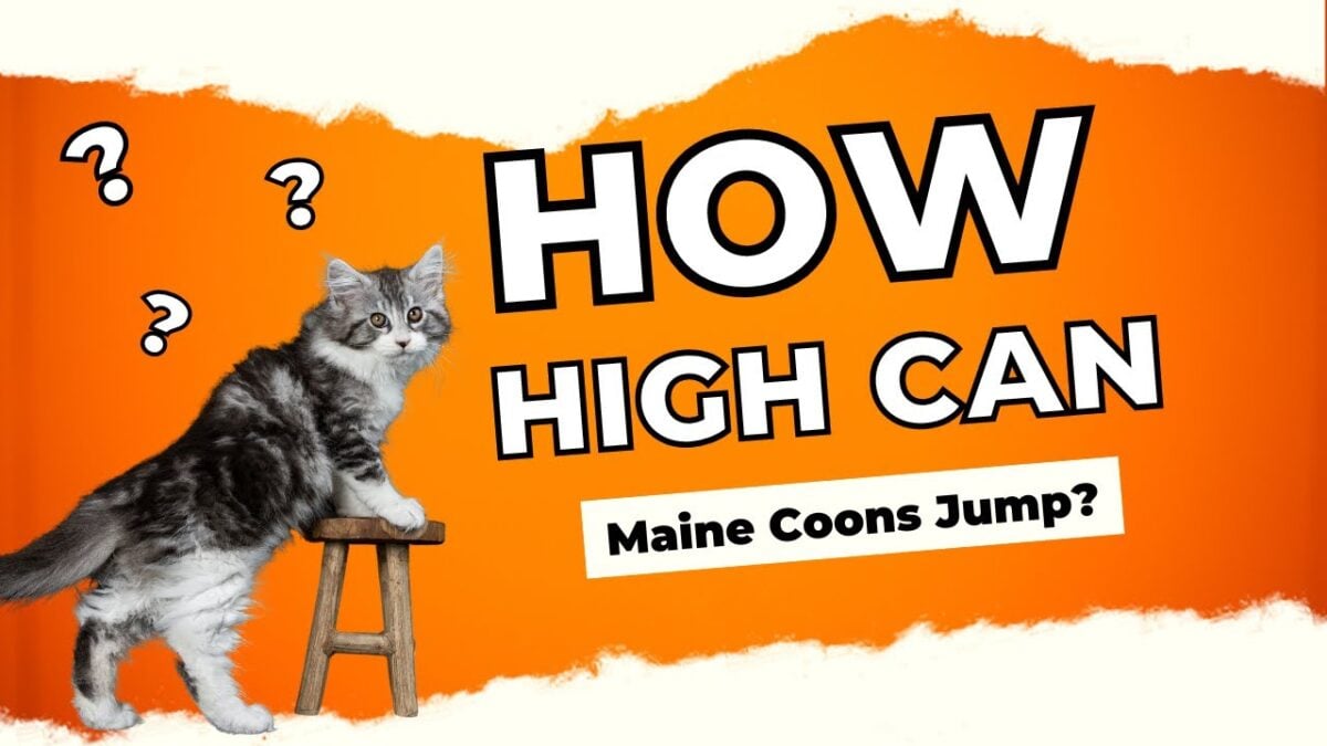 Video Thumbnail: Spectacular Cat Jump Caught On Film!