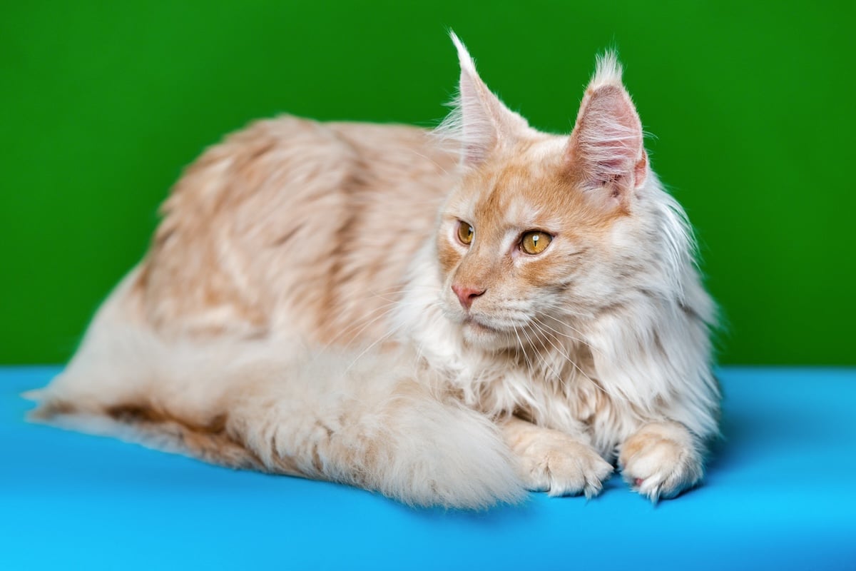 Cream Maine Coon cat