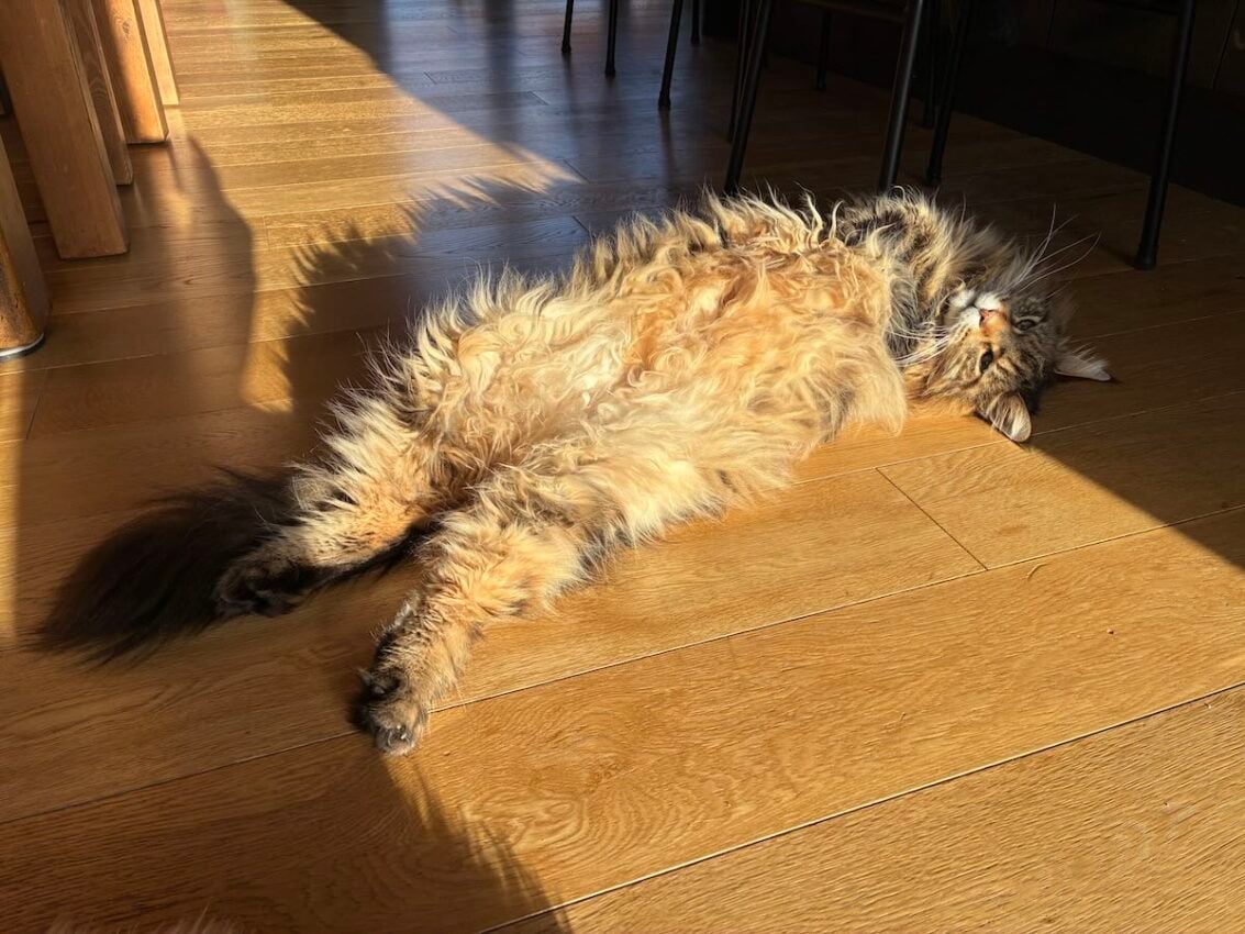 Why Is My Maine Coon Losing Weight? Hidden Dangers That Owners Miss Until It’s Too Late! Picture of a Maine Coon laying on wooden floor, on their back - fluffy curly belly exposed.